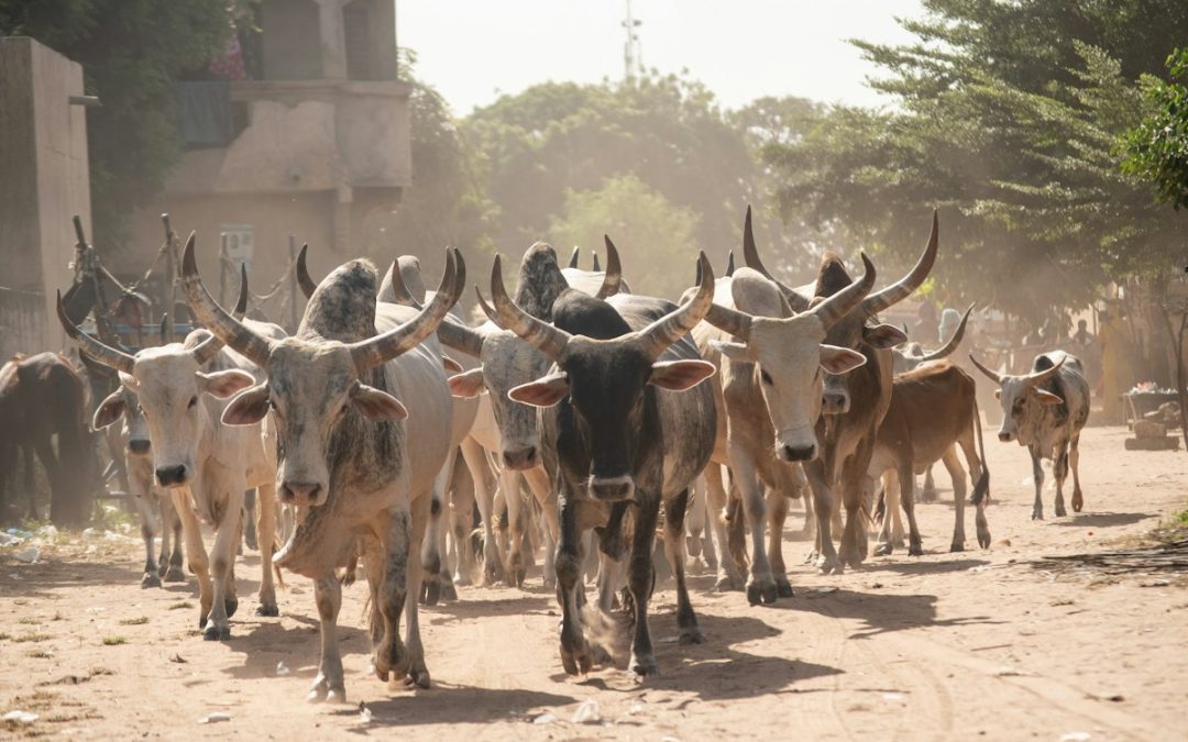 Niger/Élevage